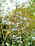 DCF_0253 BC