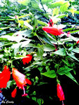 DCF_0254 BC