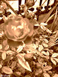 DCF_0896 BC