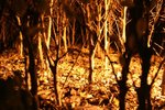 Shiny Trees (EOS 350D)