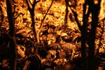 Shiny Trees (EOS 350D)