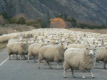 20060807 sheepSsssSS across the road  ***