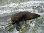 20060813 miford sound _ a lazy sea lion