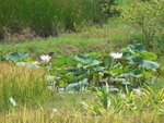 20070730 eco 6 荷花or蓮花