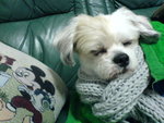 My dog
旺旺...燒米餅^^