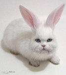 catrabbit
