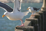 IMG_3777 copy