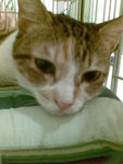 圖像207