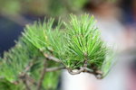 IMG_8779