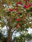 DSCN1022