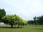 圓山公園 風景真好
DSCN3290