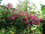 DSCN3421