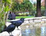bird