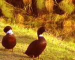 duck