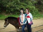 horse1