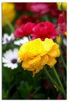 PICT3944_