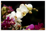 PICT3986_