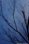 IMG_4721