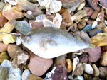 雞泡魚屍體