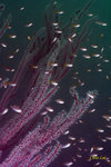 _MG_3478w