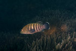 _MG_0056
