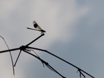 P1010464a ss