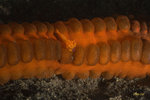 Imperial ( Emperor) Shrimp living on a Seacucumber