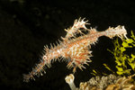 Ghost Pipefish