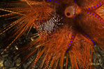 Zebra Crab on Fire Urchin