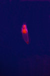 Angel fish (size of a small pea)
_