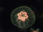 Moon jelly fish with a flower core