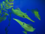 Squid display