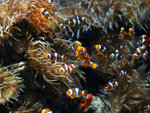 Crown fish