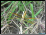 黃翅蜻 Brachythemis contaminata