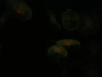 DSC06402
