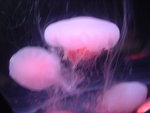 DSC06411