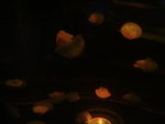 DSC06415