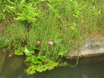 2006.05 濕地公園 008