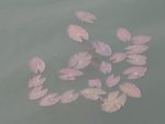 2006.05 濕地公園 012