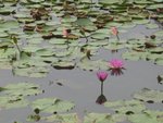 2006.05 濕地公園 013