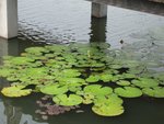 2006.05 濕地公園 014