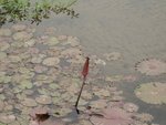 2006.05 濕地公園 022