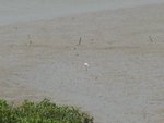 2006.05 濕地公園 024