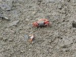 2006.05 濕地公園 033