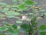 2006.05 濕地公園 037