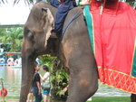 泰國象