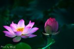 _DSC0017