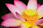 _DSC0059