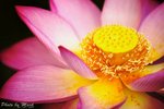 _DSC0061