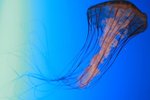 jellyfish 001